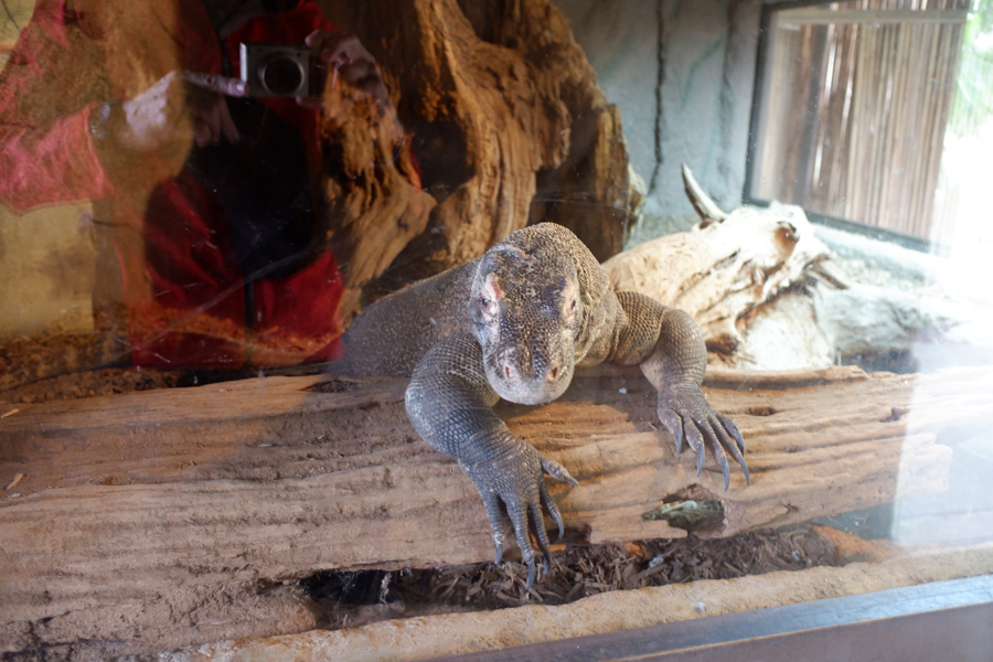 worlds smallest komodo dragon exhibit