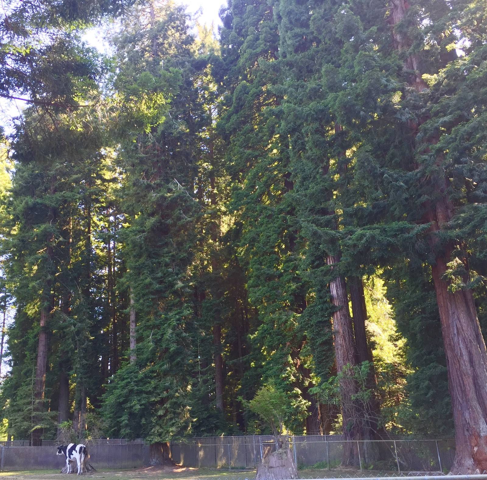 World's Tallest Cow amidst some of the World's Tallest Trees