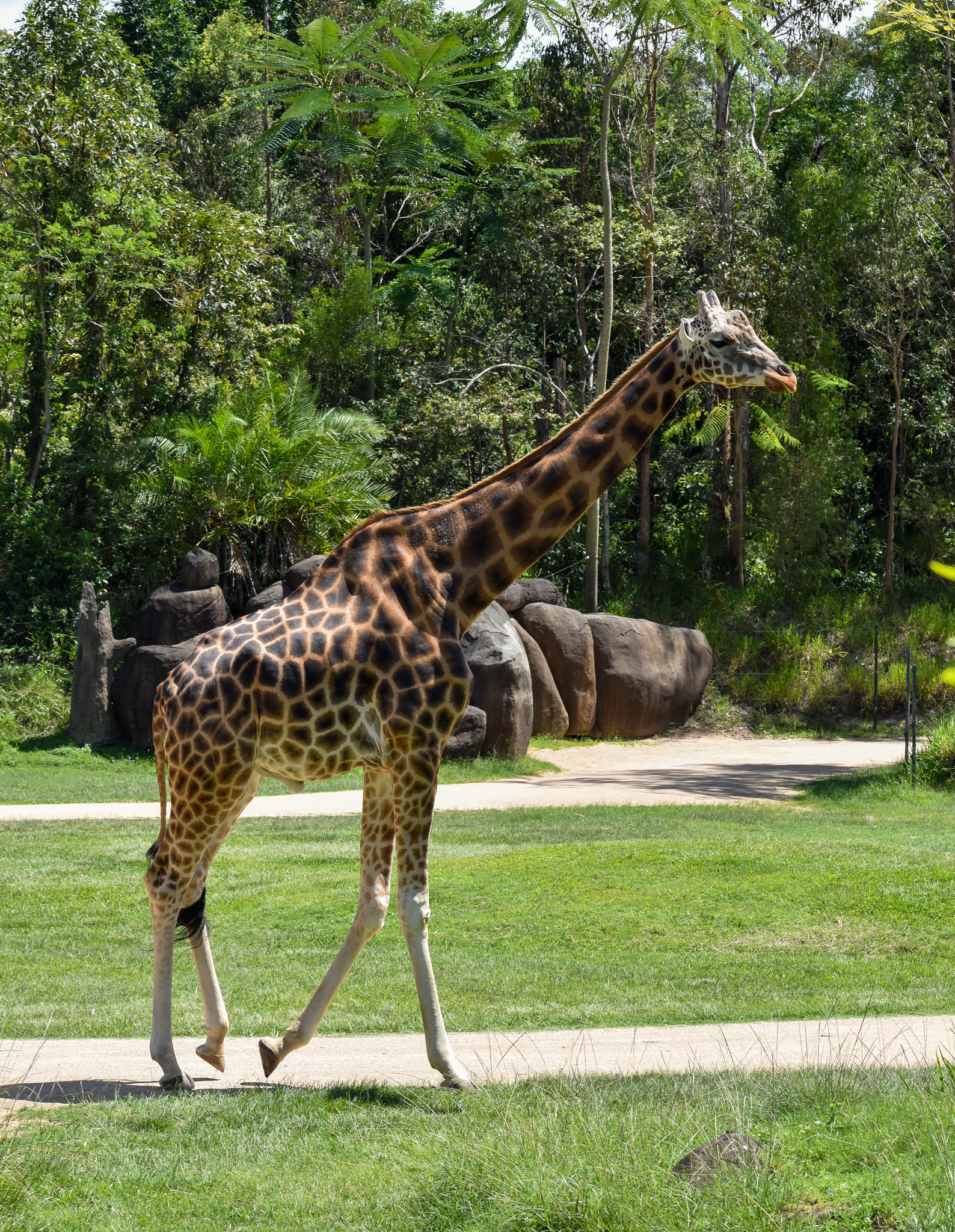 World's Tallest Giraffe in Captivity - Forrest the Giraffe