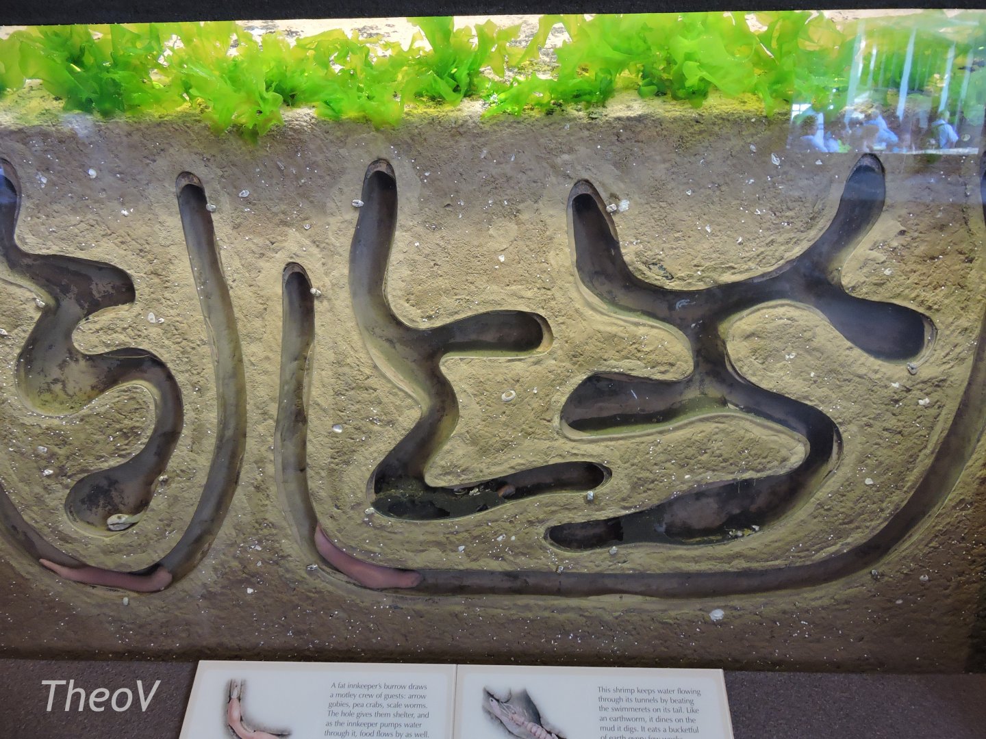 Worm and shrimp tank [2015]