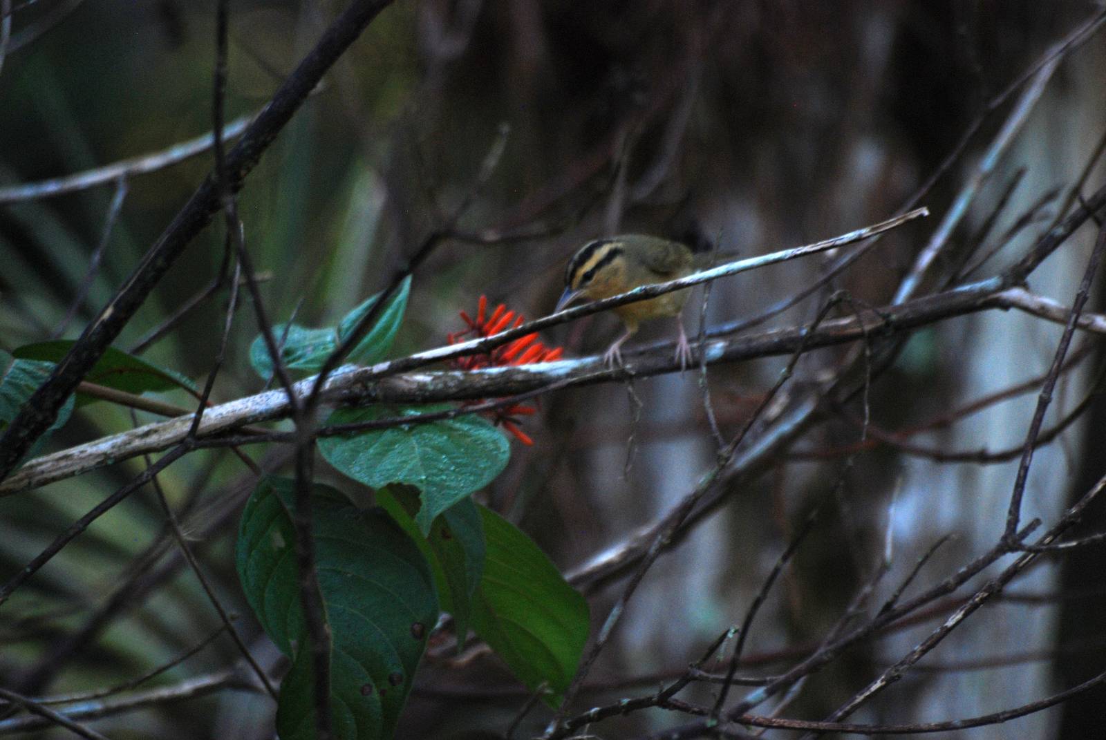 Worm-eating Warbler, Western Everglades/Big Cypress, October 2013