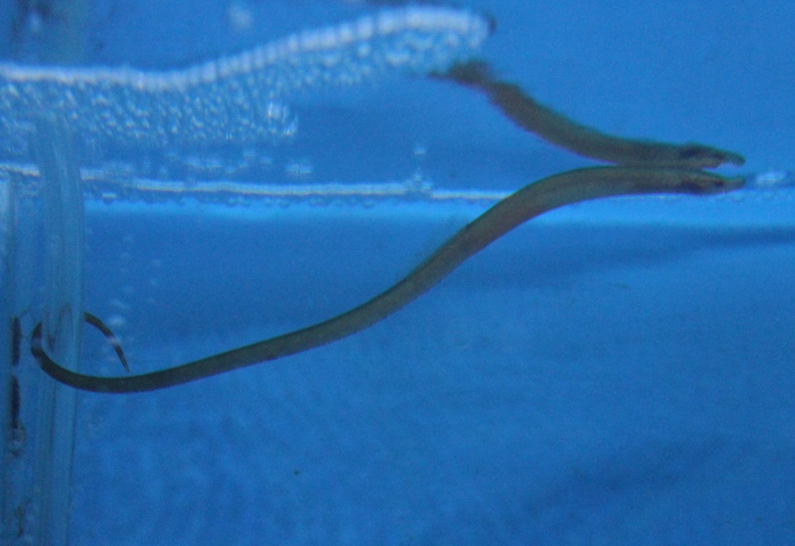 Worm pipefish - Nerophis lumbriciformis