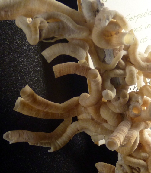 Worm-snail (Vermetidae) possibly Serpulorbis sp?