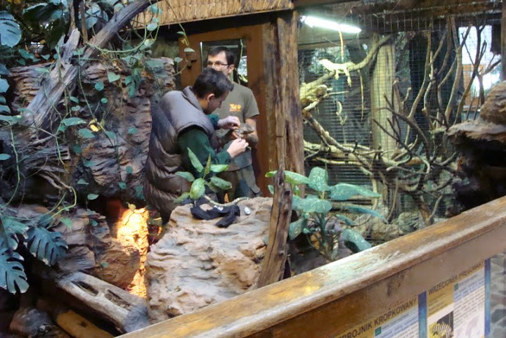 Worming Iguana iguana