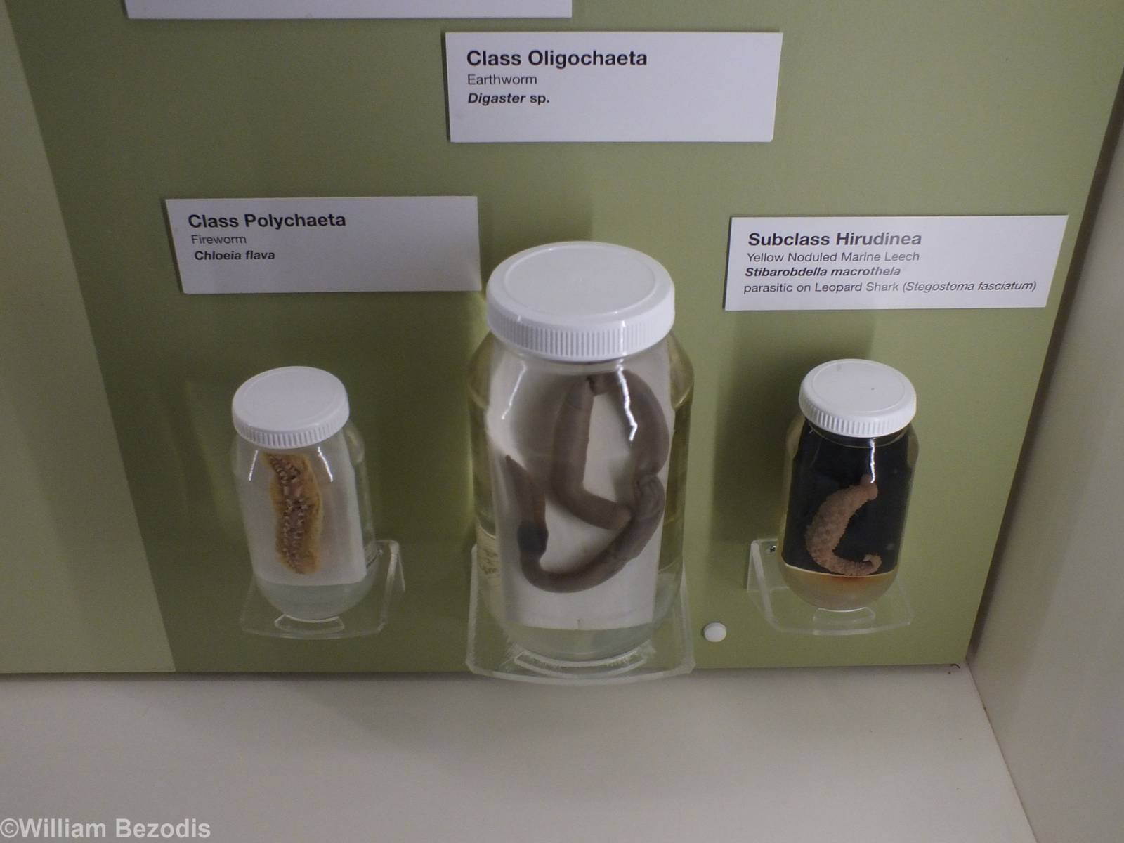 Worms - Queensland Museum