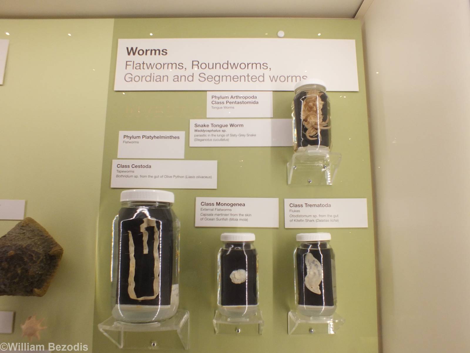 Worms - Queensland Museum