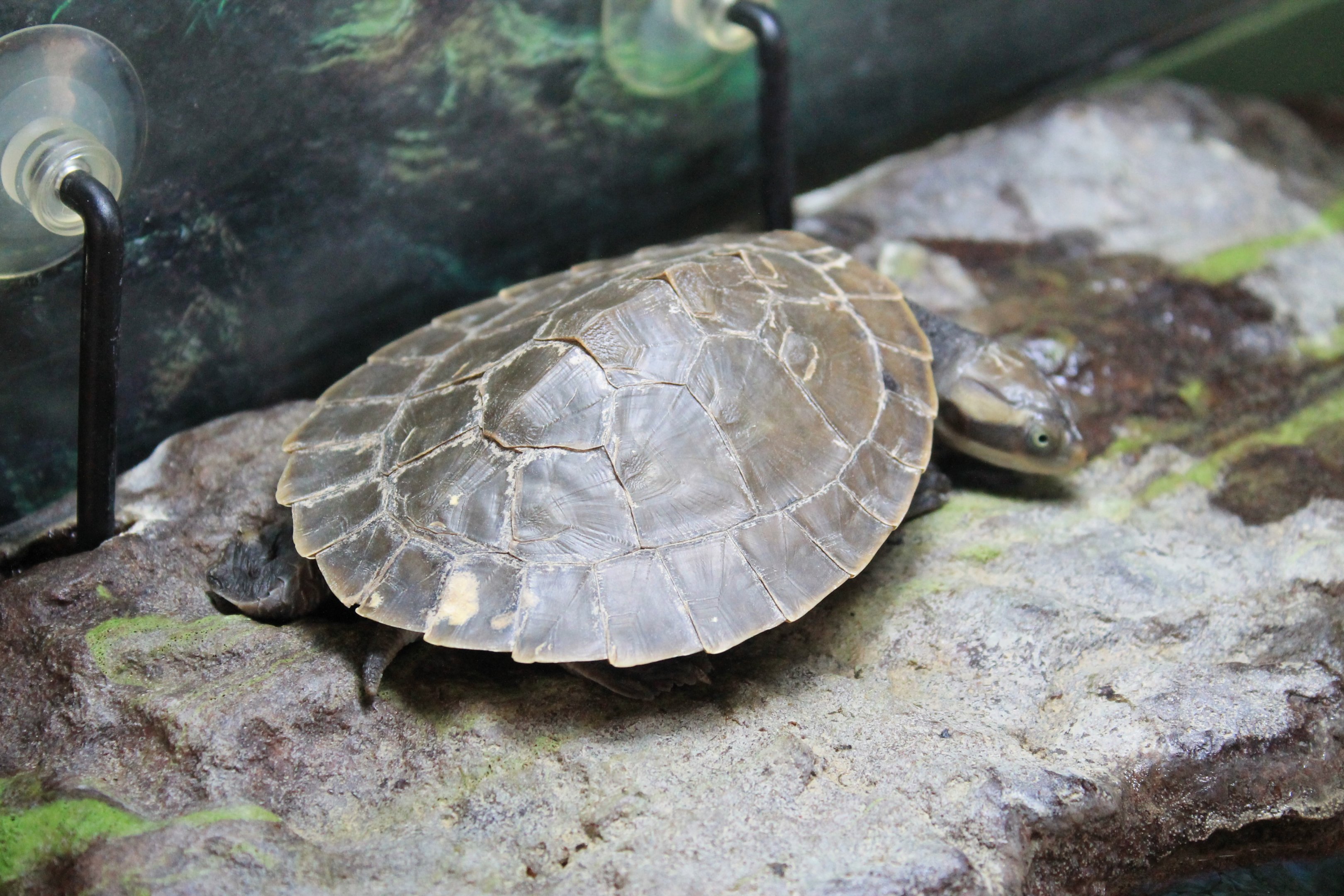 Worrell's Turtle (Emydura subglobosa worrelli)
