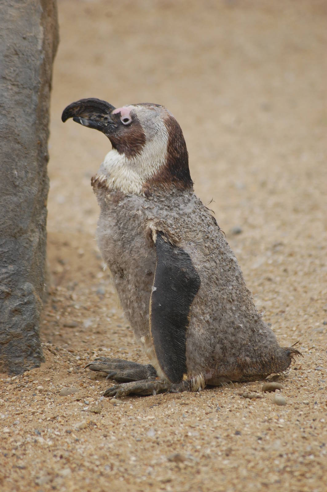 Worst Looking Penguin???