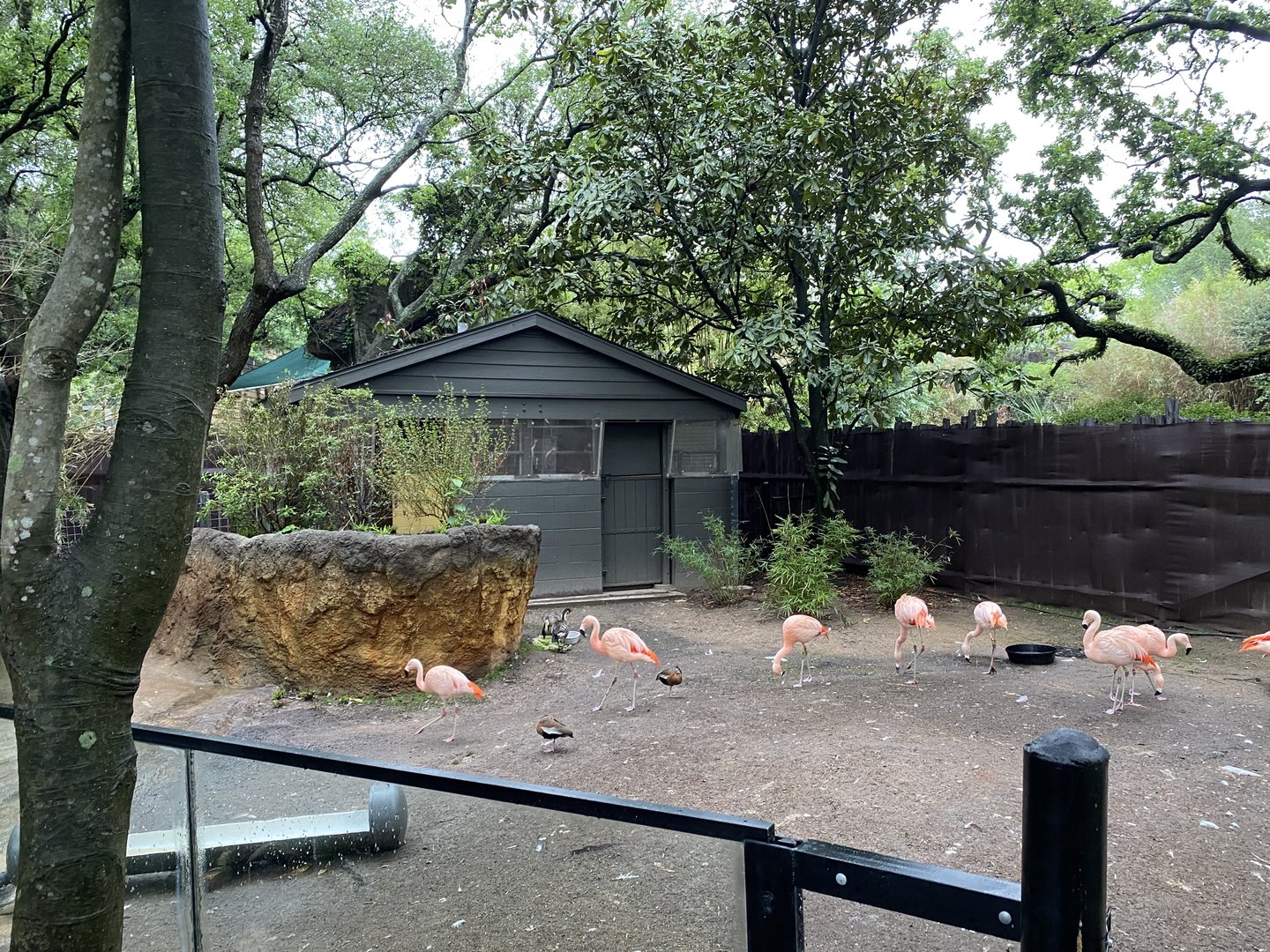 Wortham World of Primates- Chilean Flamingo Enclosure