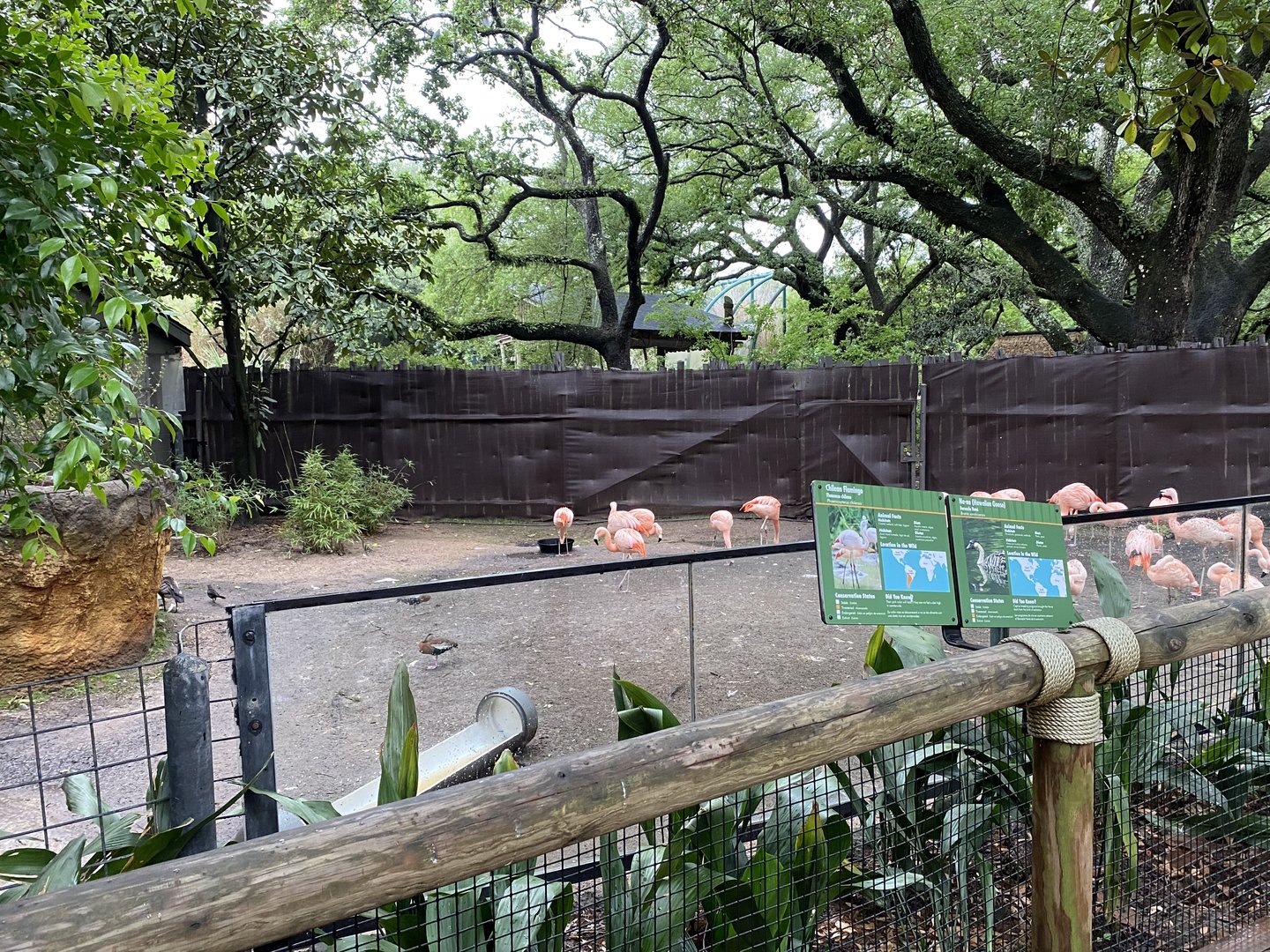 Wortham World of Primates- Chilean Flamingo Enclosure