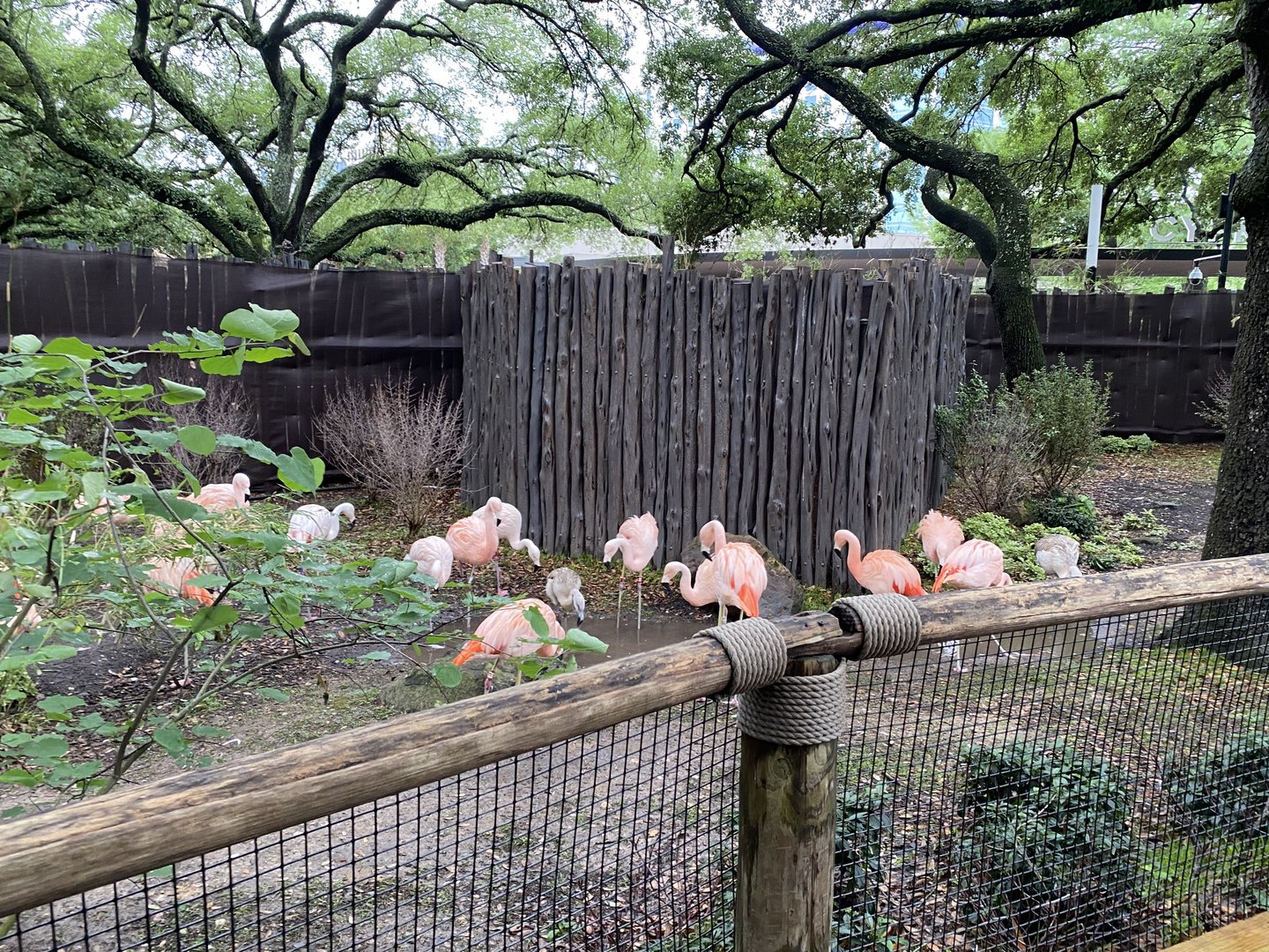 Wortham World of Primates- Chilean Flamingo Enclosure