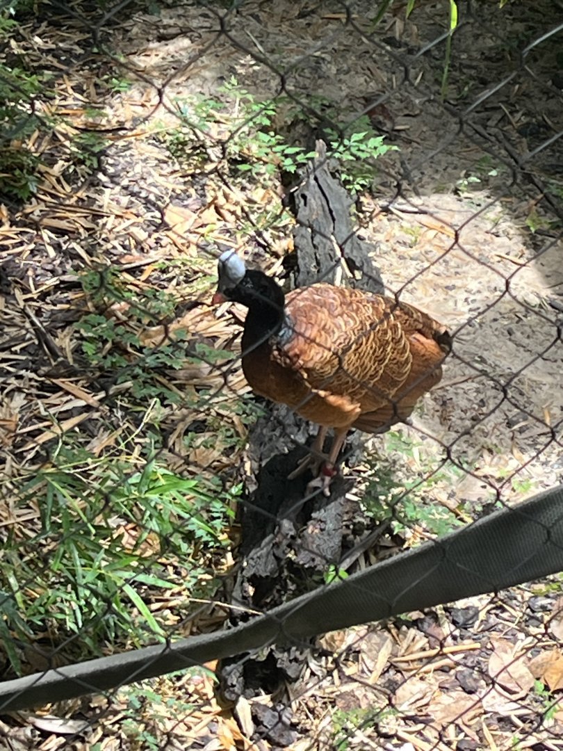 Wortham World of Primates-Helmeted Curassow