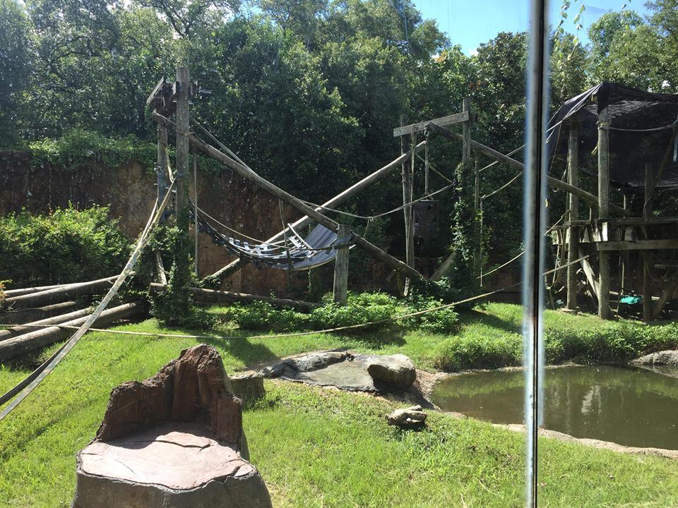 Wortham World of Primates- Orangutan