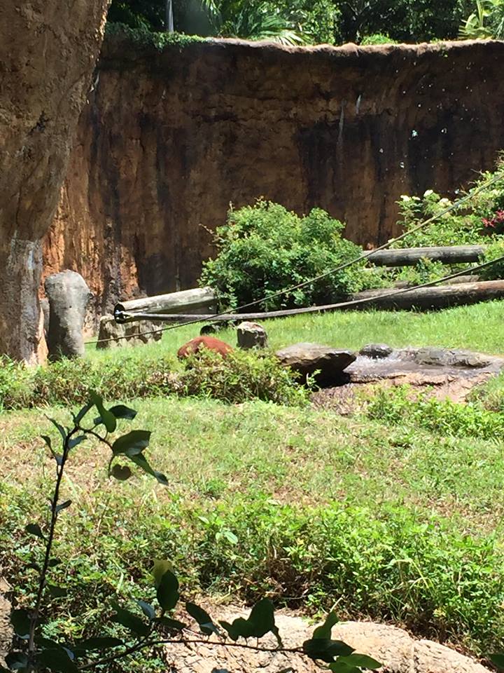 Wortham World of Primates- Orangutan