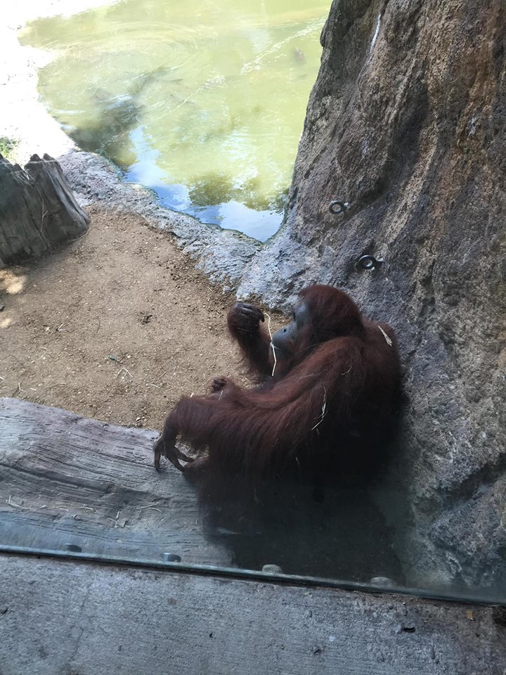 Wortham World of Primates- Orangutan