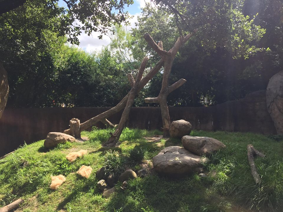 Wortham World of Primates- Patas Monkey