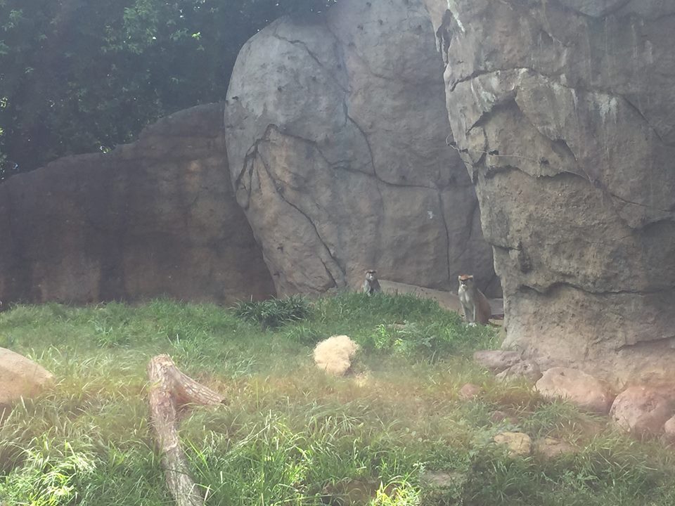 Wortham World of Primates- Patas Monkey