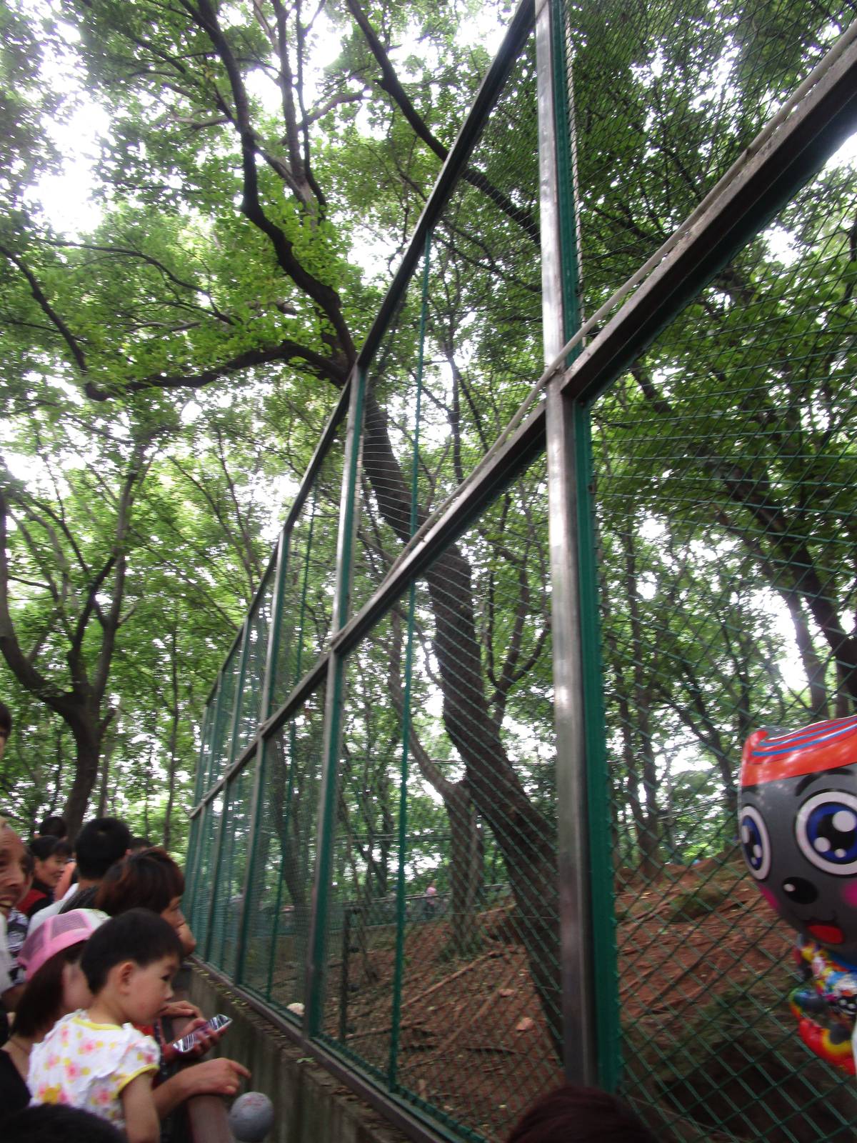 Would you bet your life that a wolf couldn't escape this enclosure?