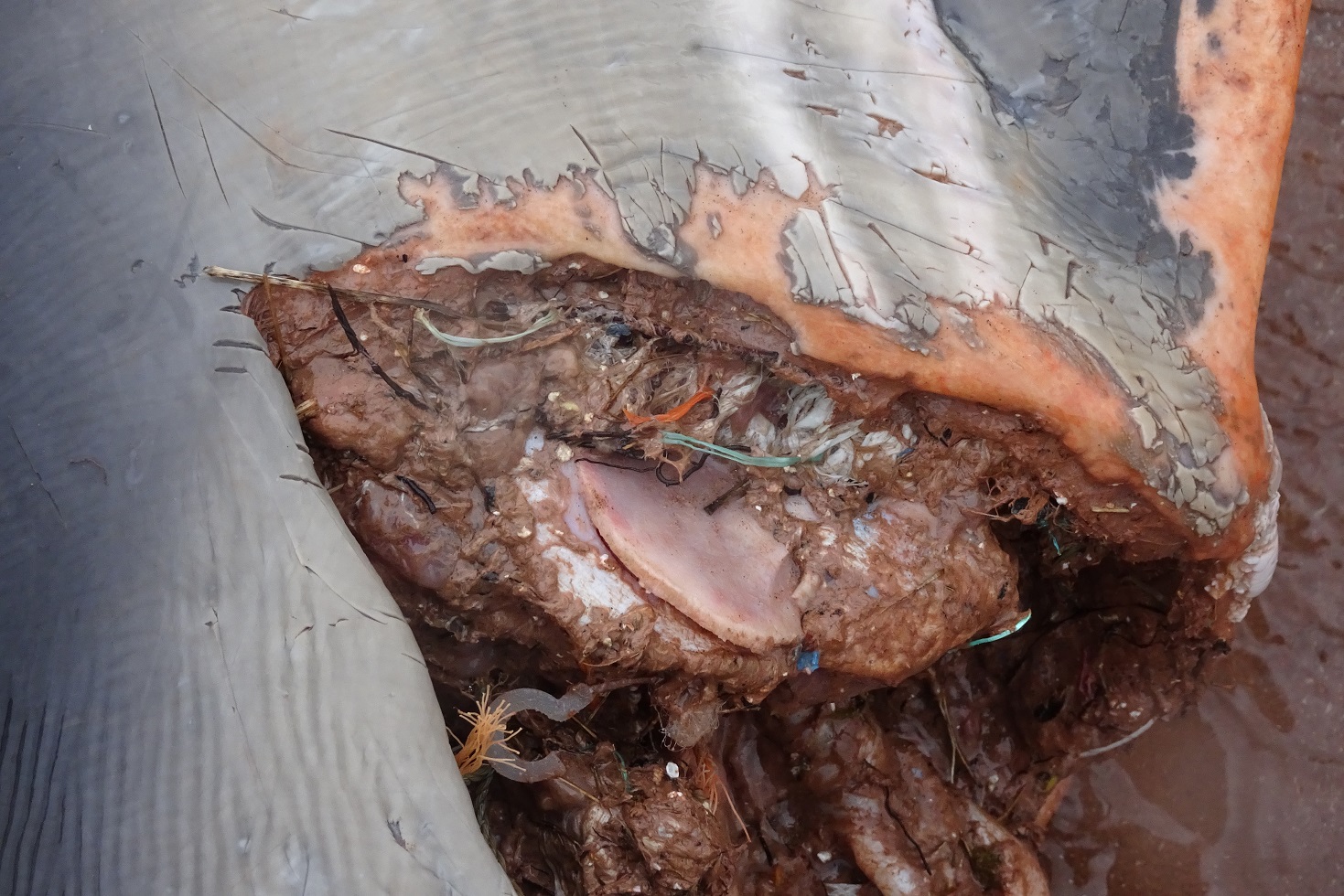 Wound on a dead dolphin, Paignton, 3 March 2018