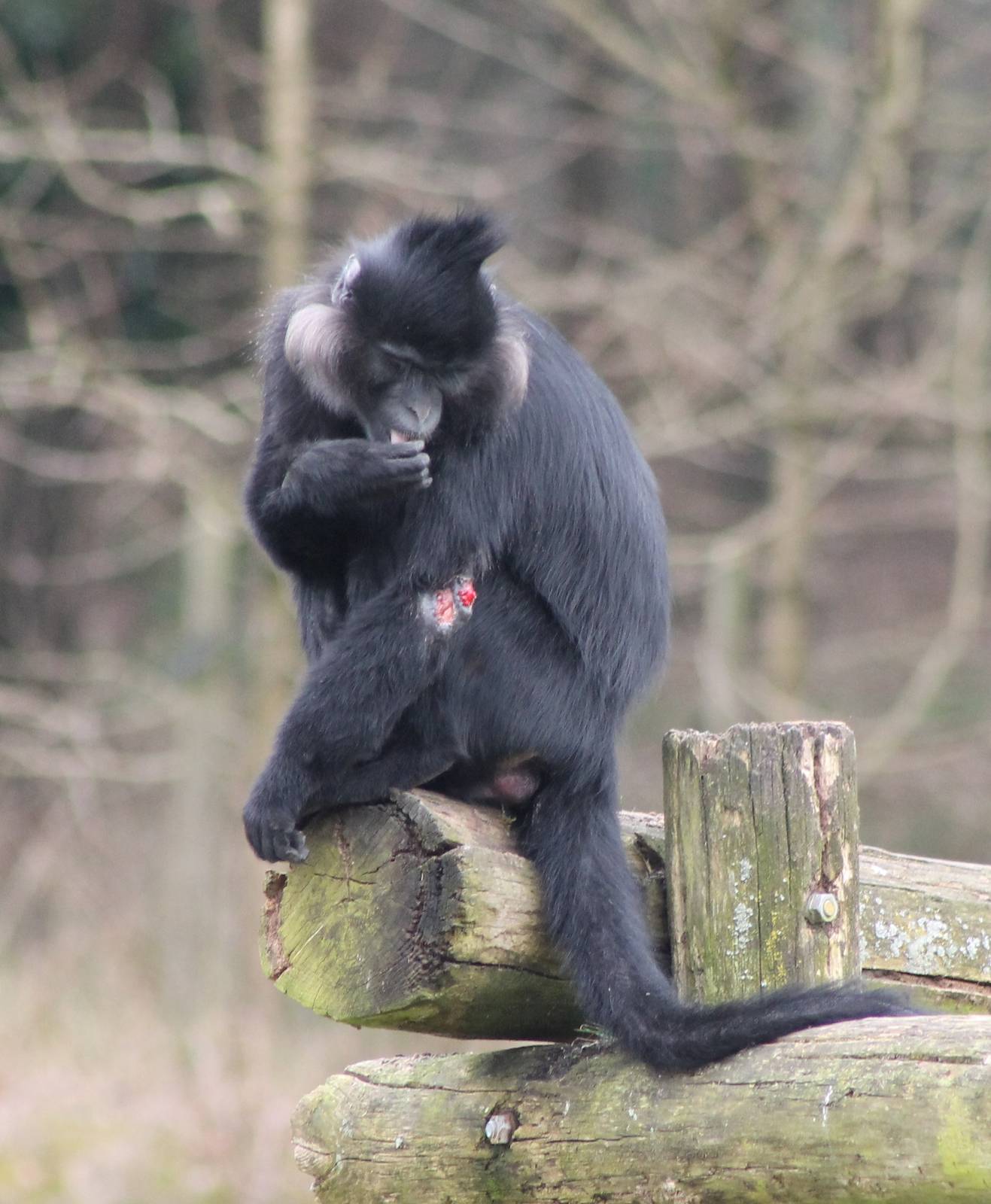 Wounded Black mangabey
