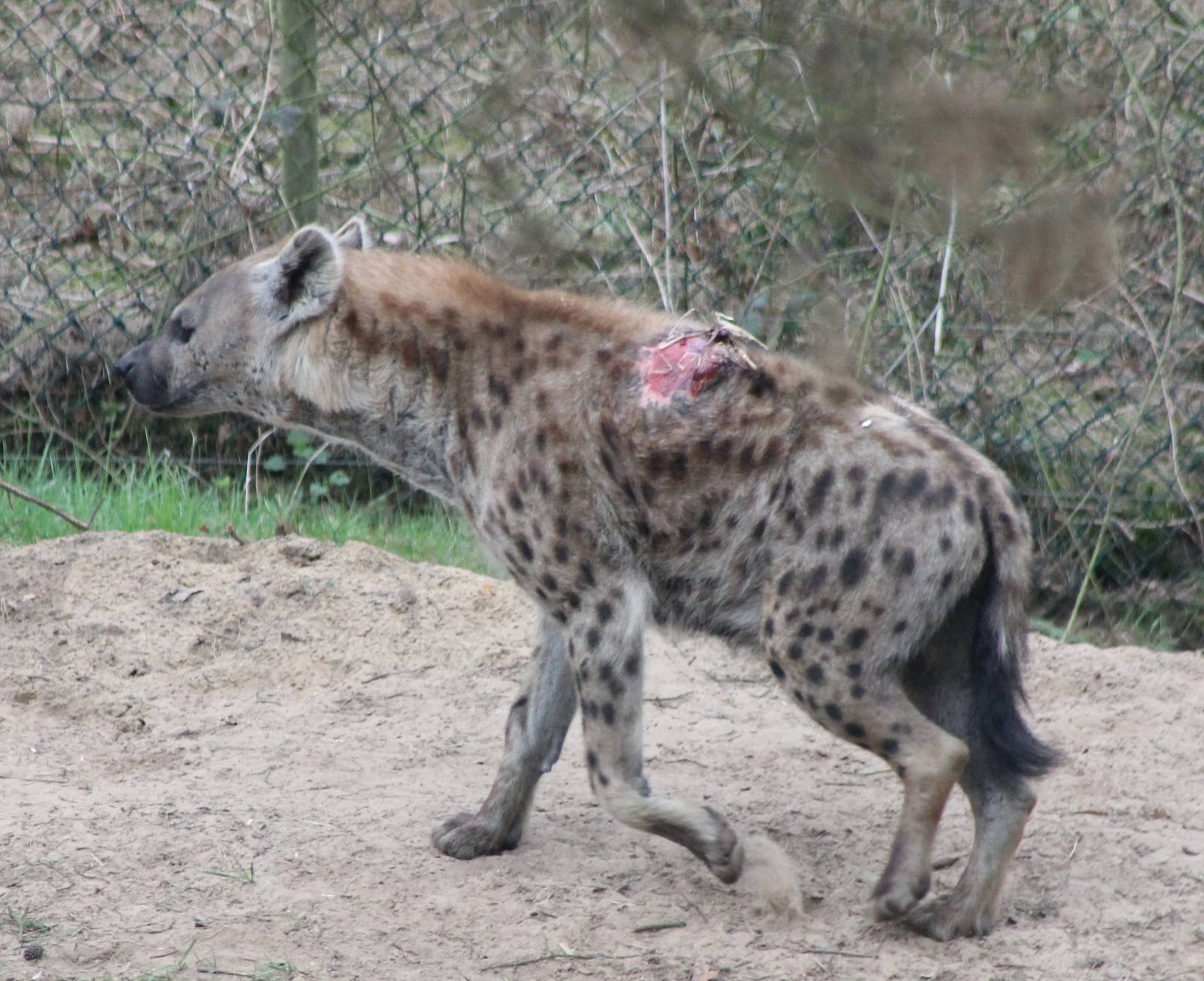 Wounded Spotted hyena