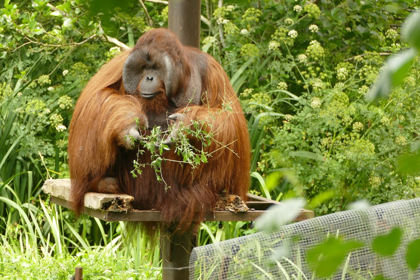 Wousan, Bornean orangutan, June 2023
