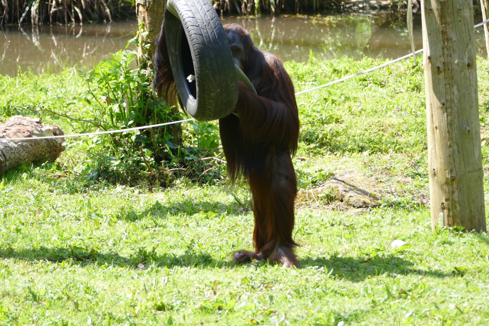 Wousan, Bornean orangutan, May 2018