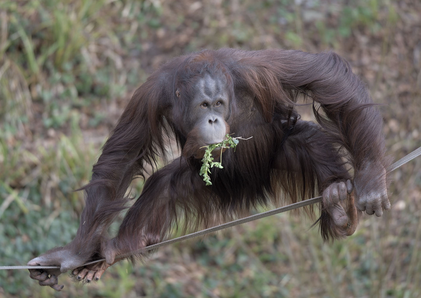 Wousan is well-balanced