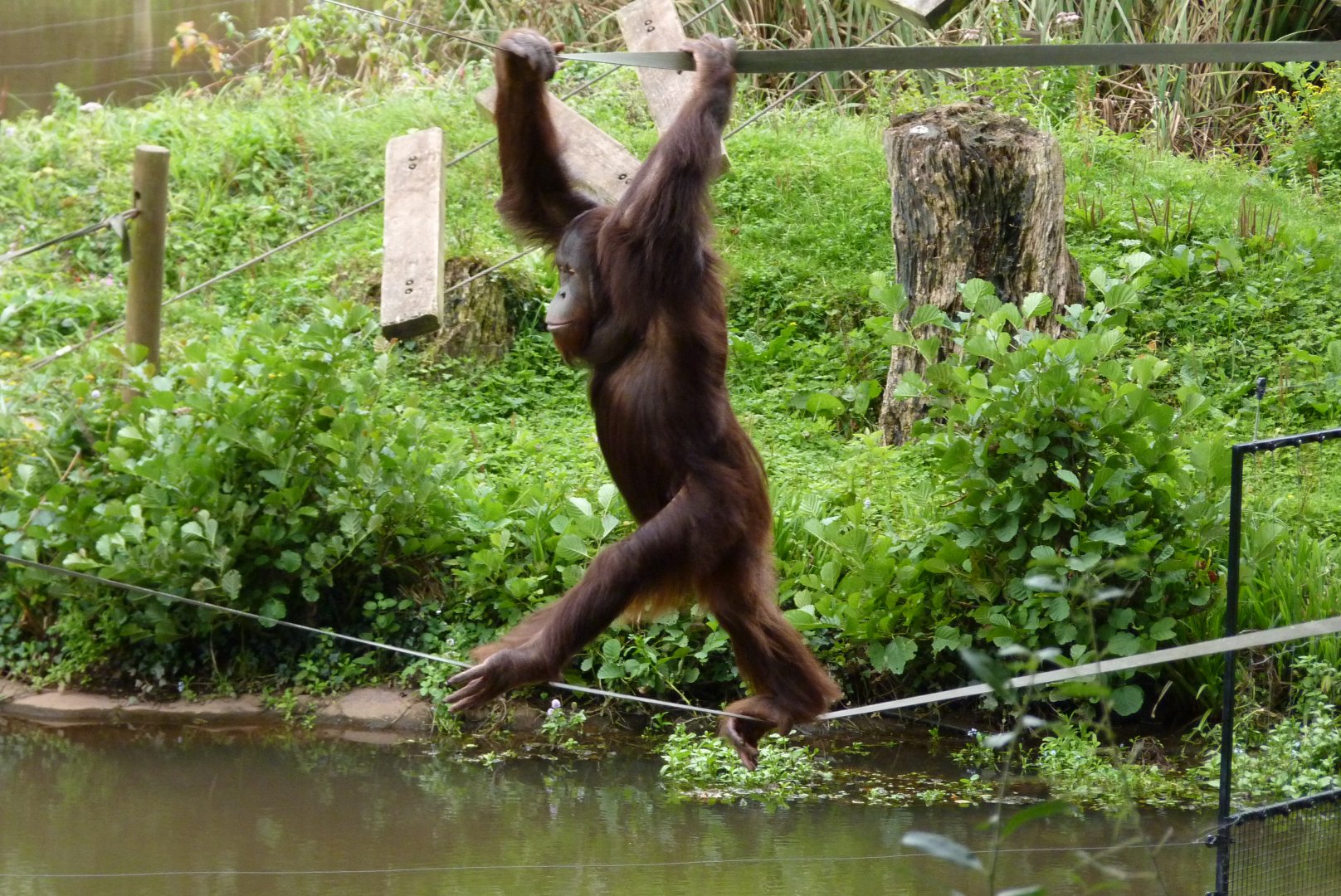 Wousan, male Bornean orangutan. August 2017