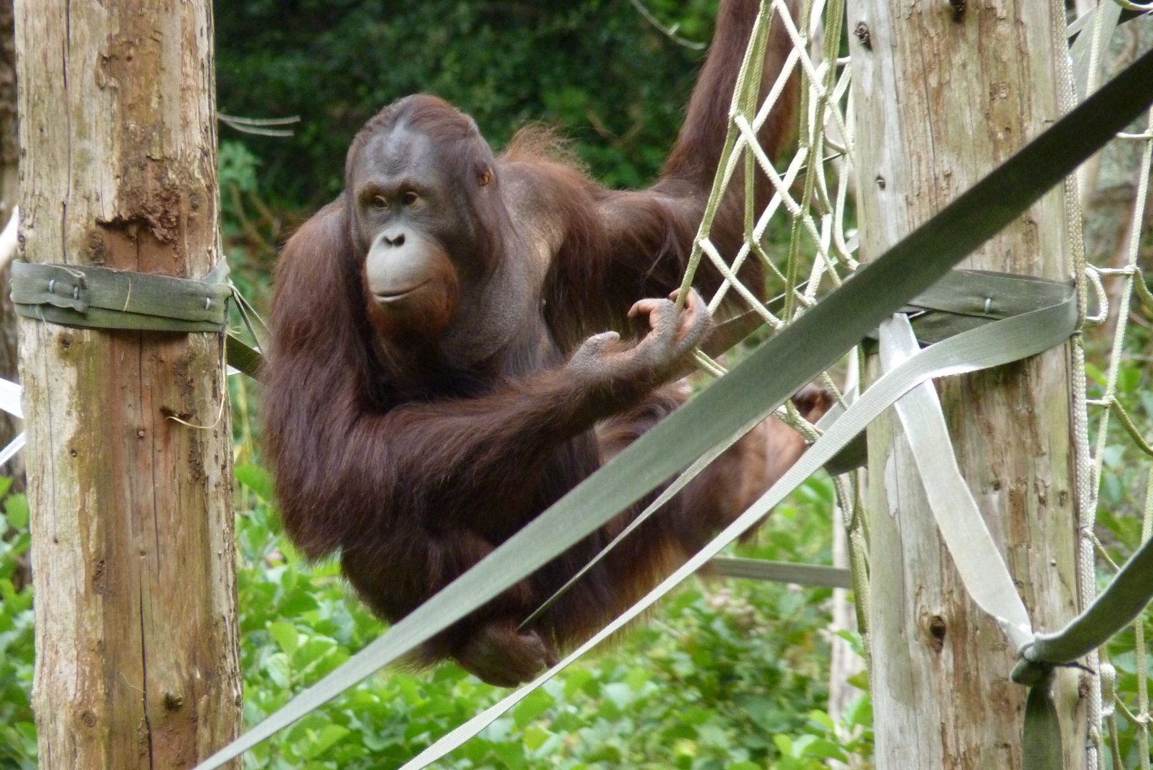 Wousan, male Bornean orangutan. August 2017