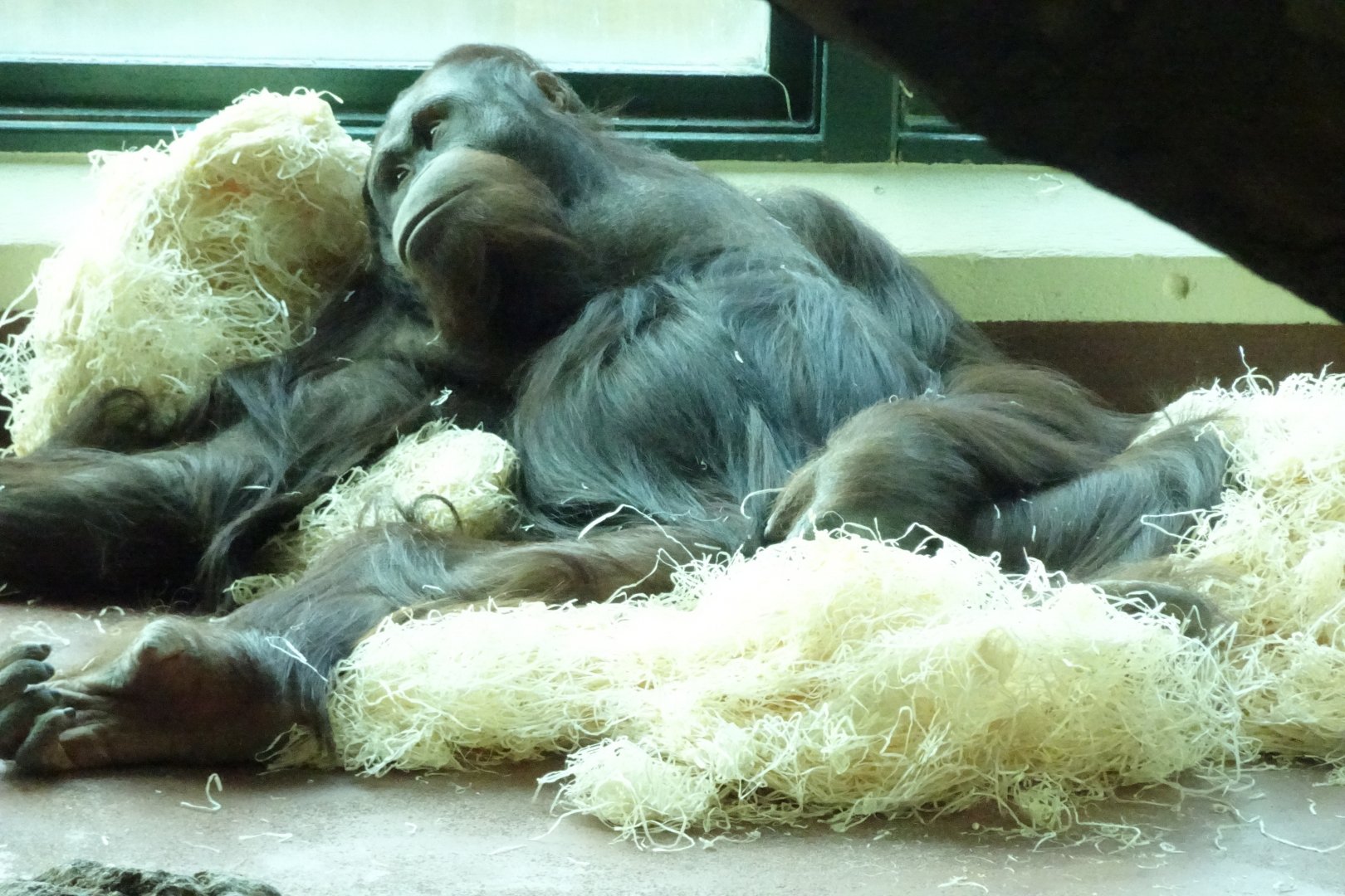 Wousan, male Bornean orangutan, November 2017