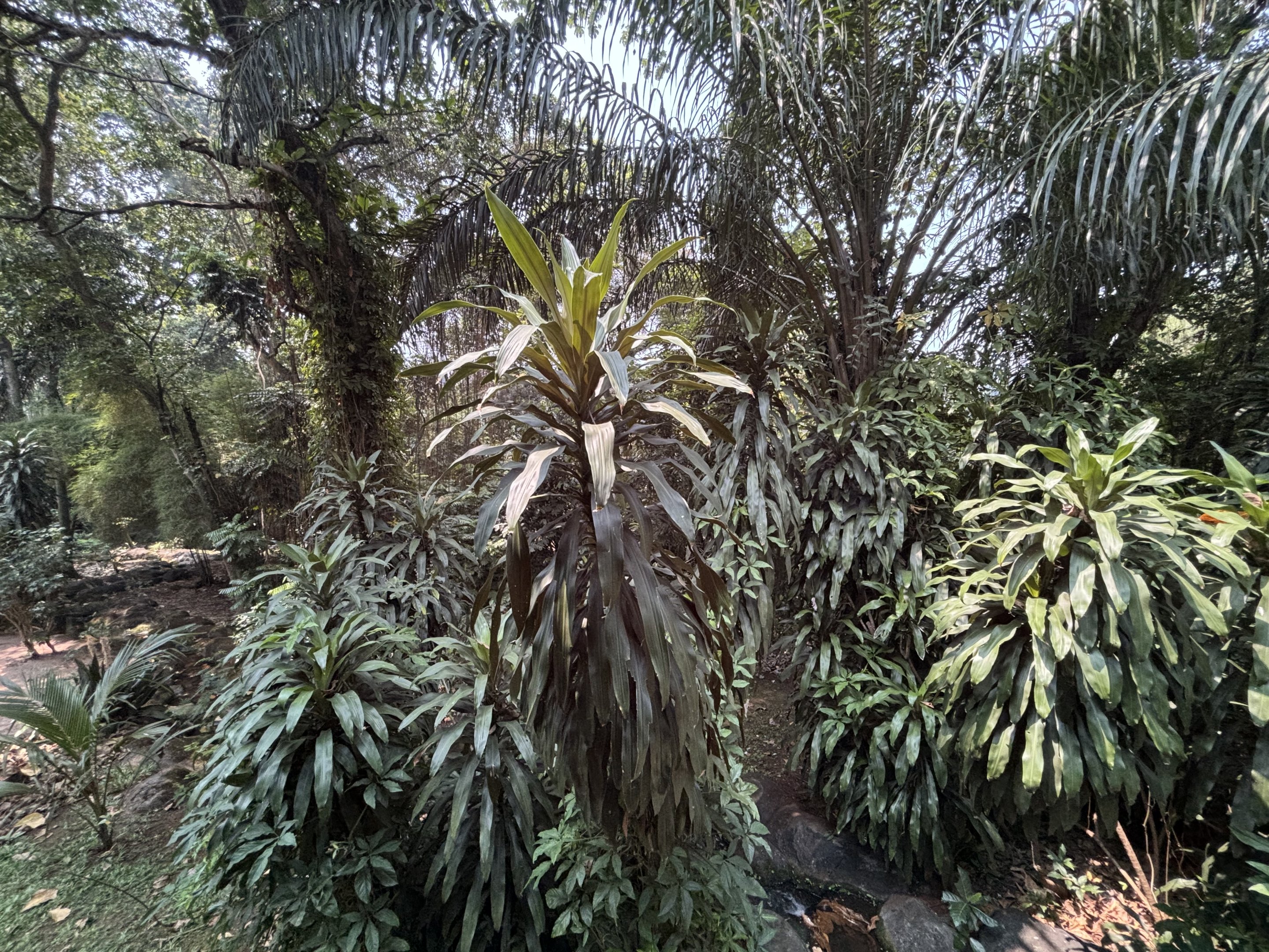 Wow! Orangutan Exhibit View #14