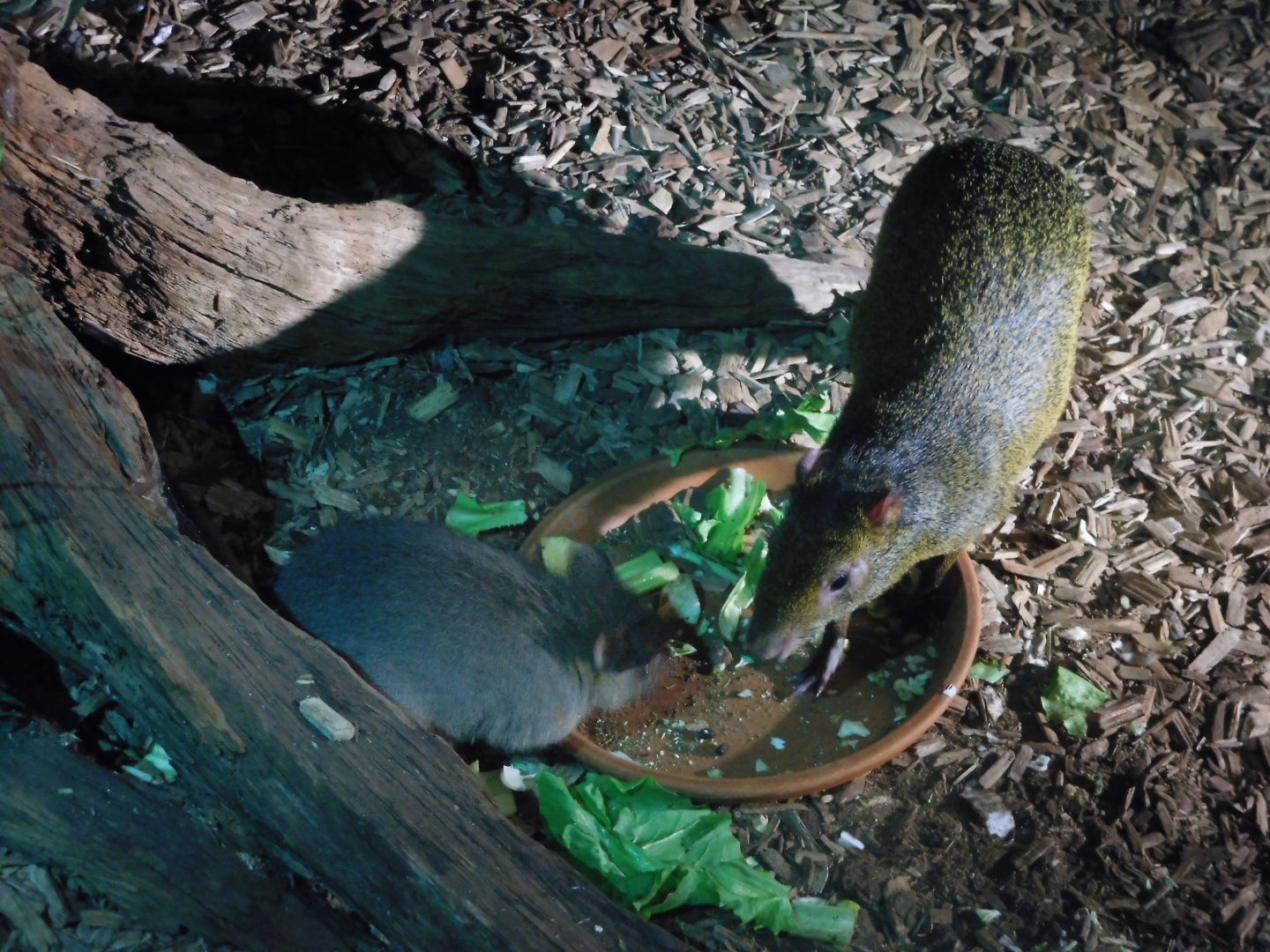Woylie and Azara's Agouti
