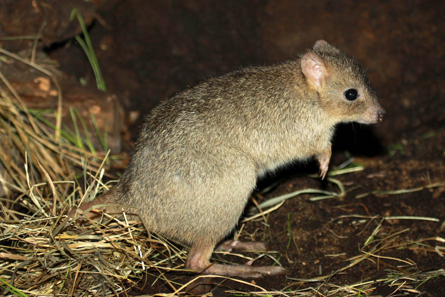 Woylie (Bettongia penicillata ogilbyi)