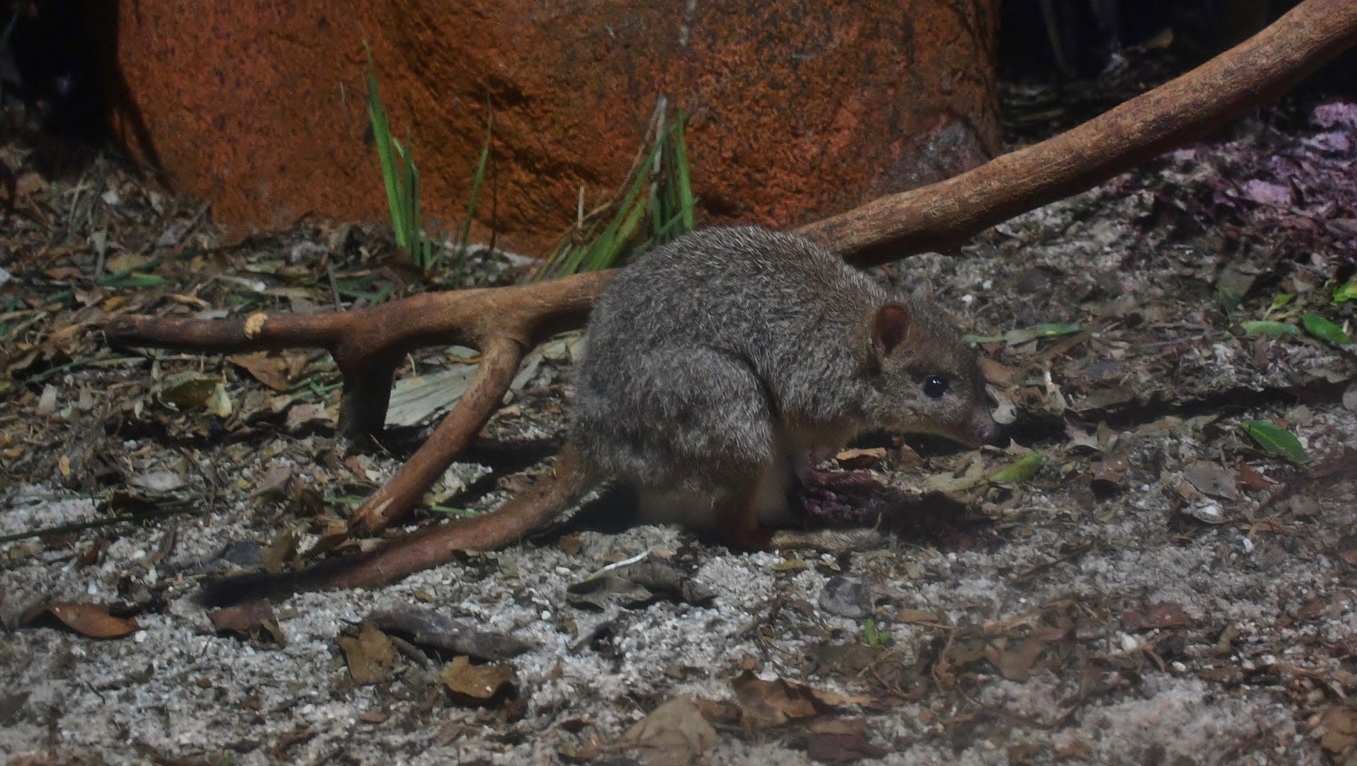 Woylie (Bettongia penicillata)