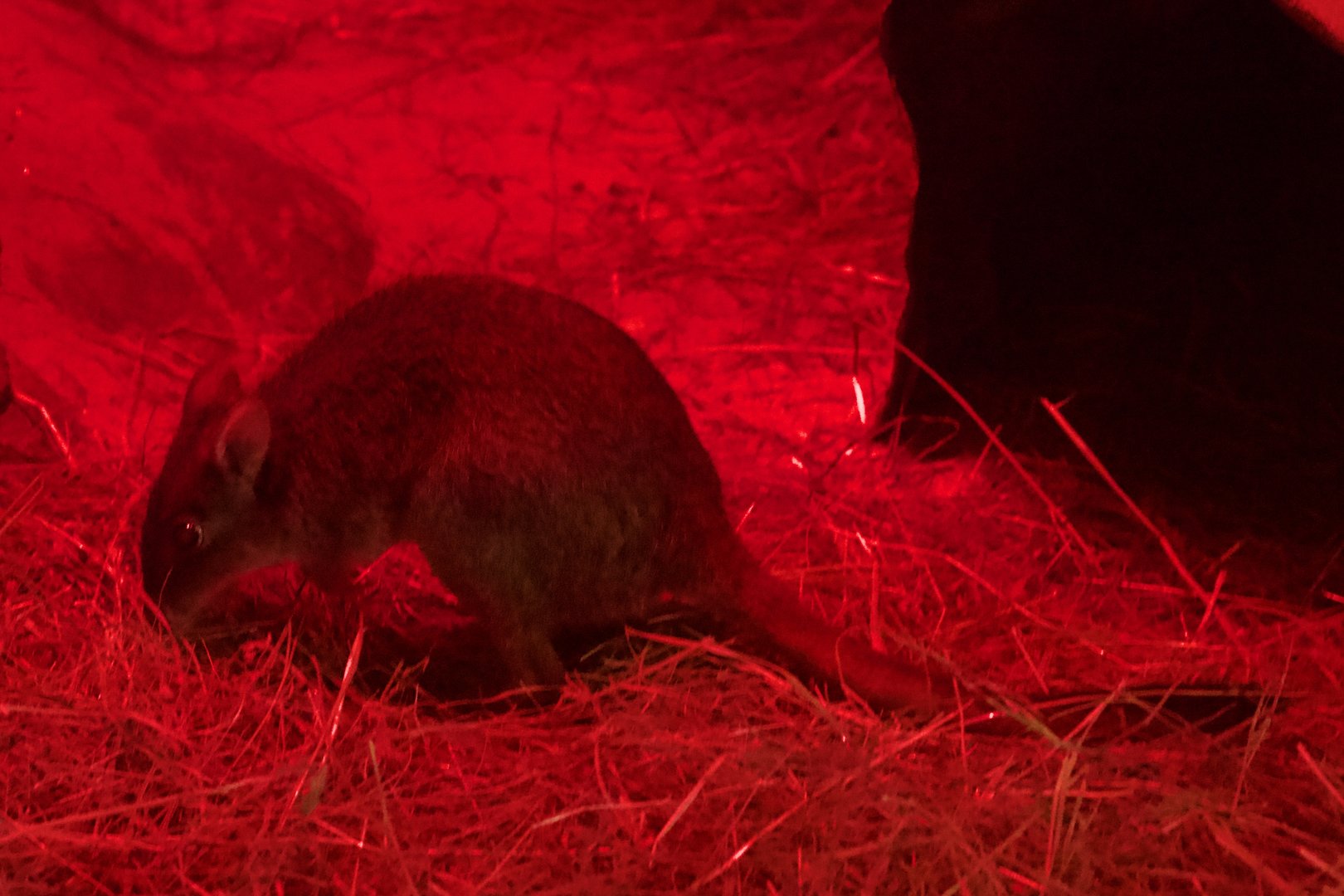 Woylie/ Bettongia penicillata