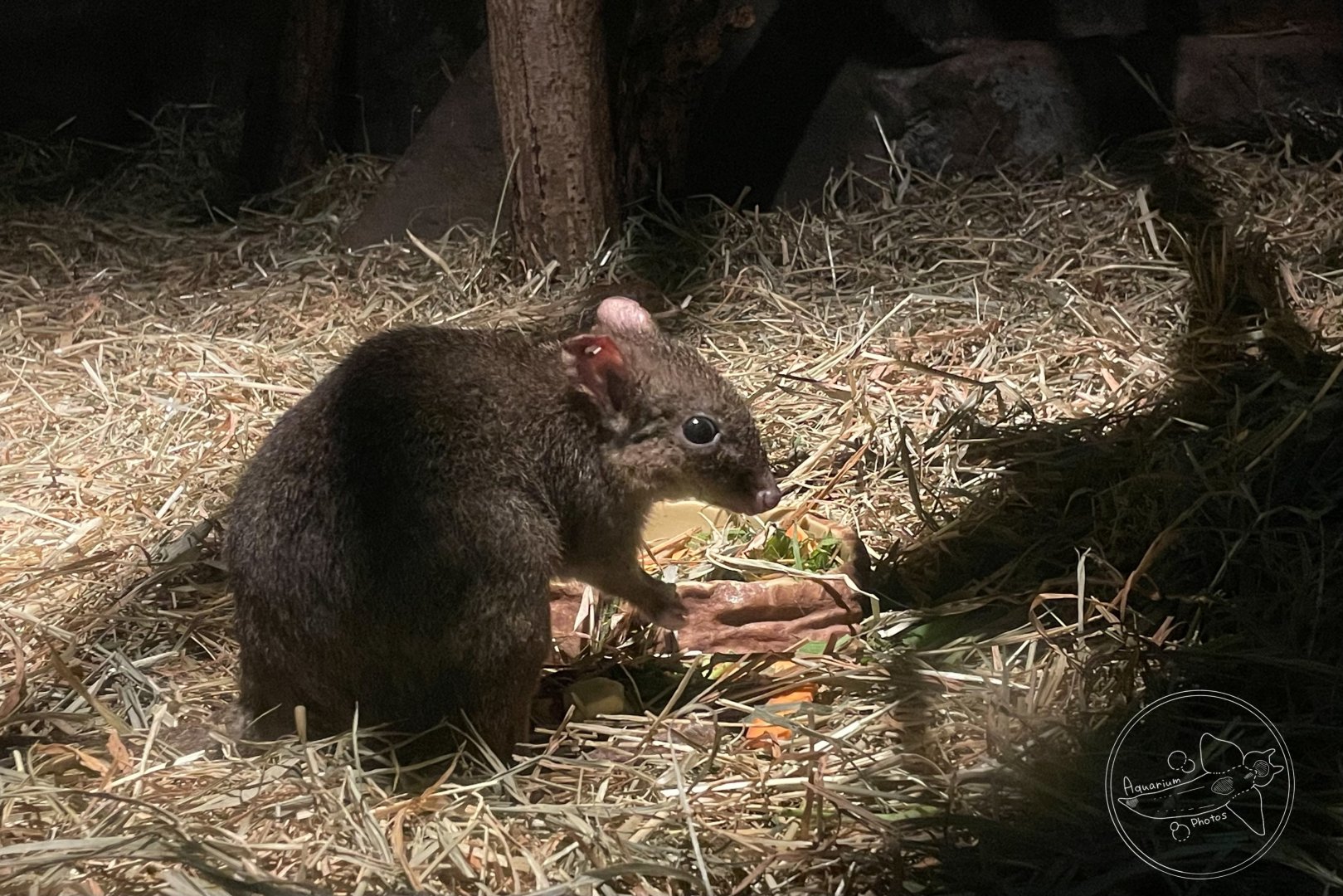 Woylie (Bettongia penicillata)
