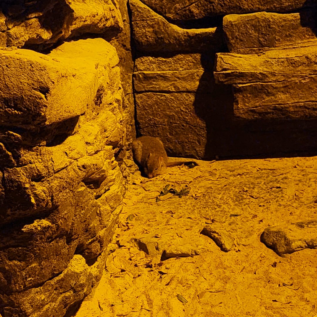 Woylie (Bettongia penicillata)