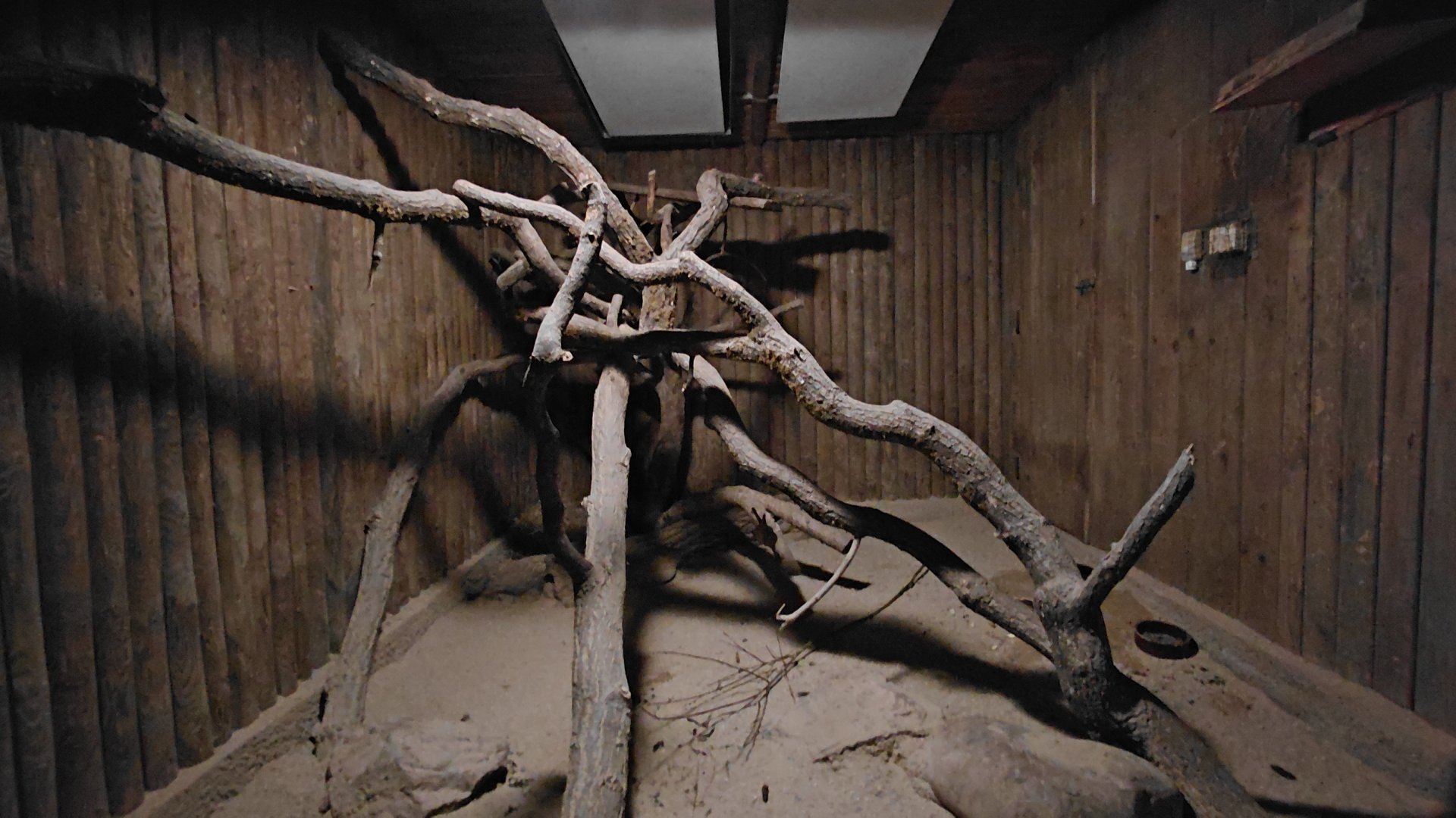 Woylie + common brushtail possum exhibit