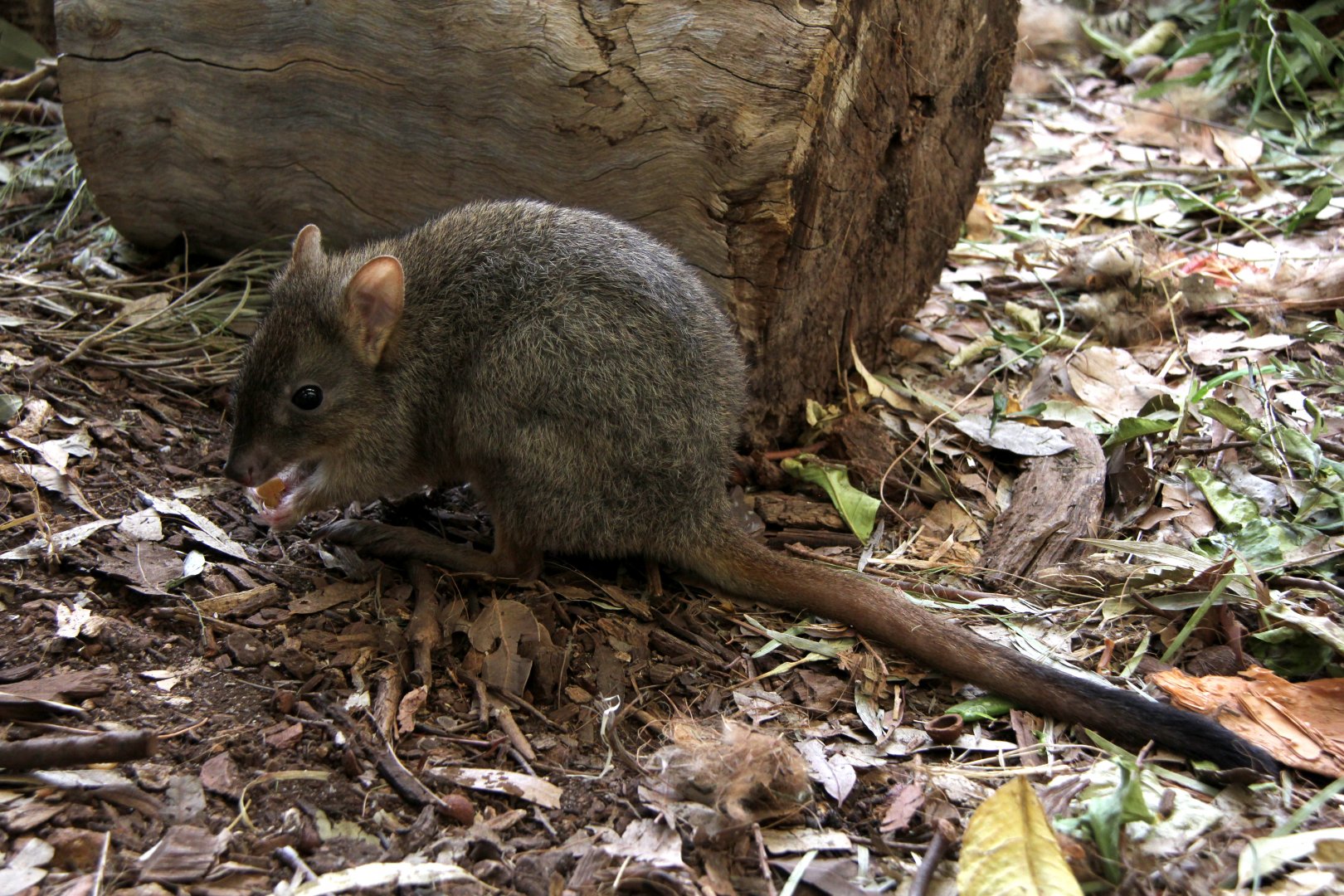 woylie or brush-tailed bettong (Bettongia penicillata)