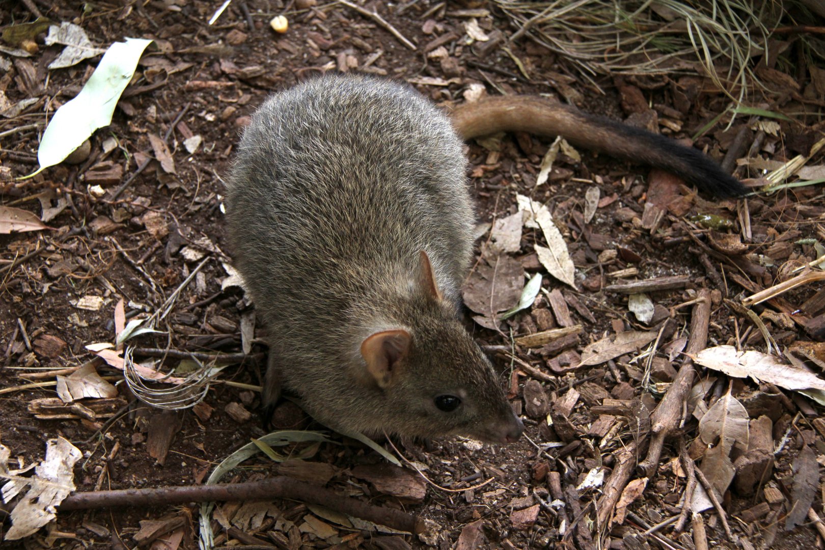 woylie or brush-tailed bettong (Bettongia penicillata)