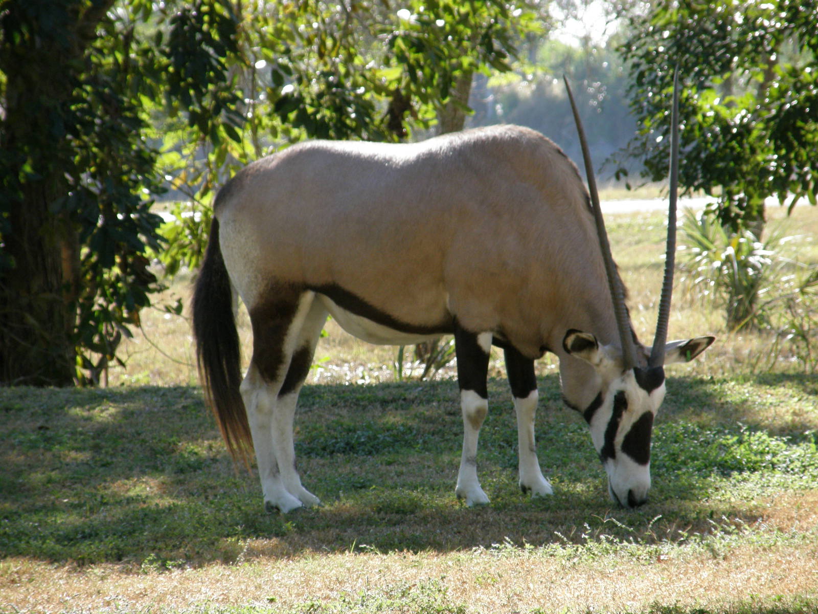 wpalm beach dec08 089