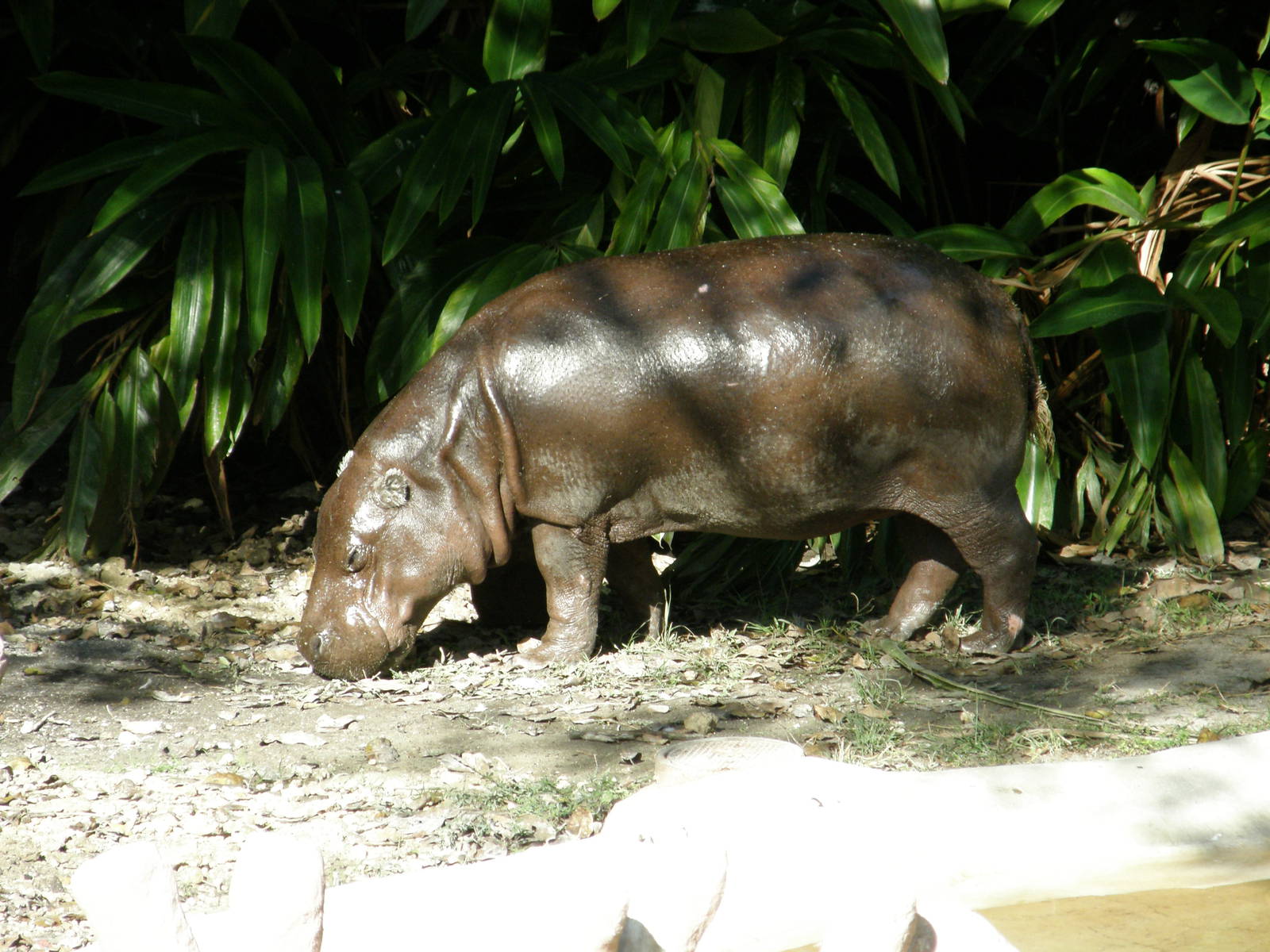 wpalm beach dec08 570