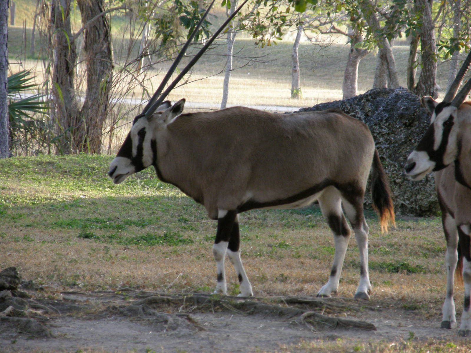 wpalm beach dec08 695