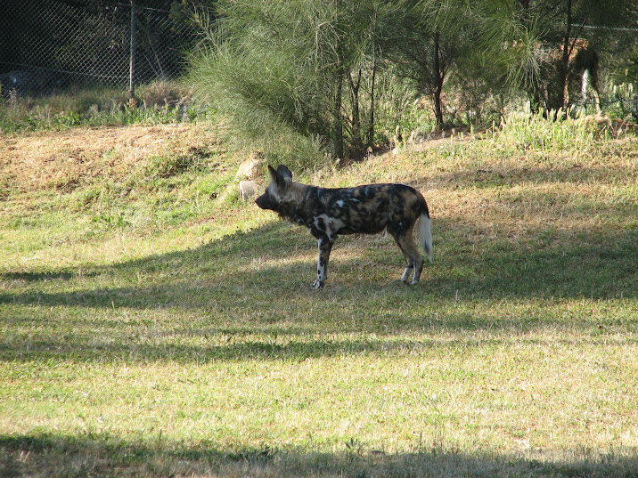 WPZ 2007 - African Painted Dog