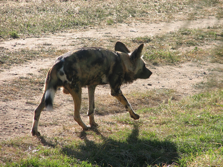 WPZ 2007 - African Painted Dog