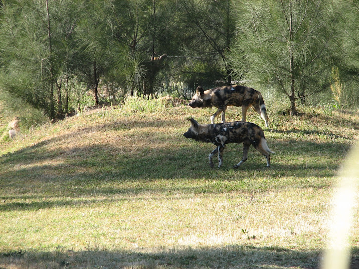 WPZ 2007 - African Painted Dogs