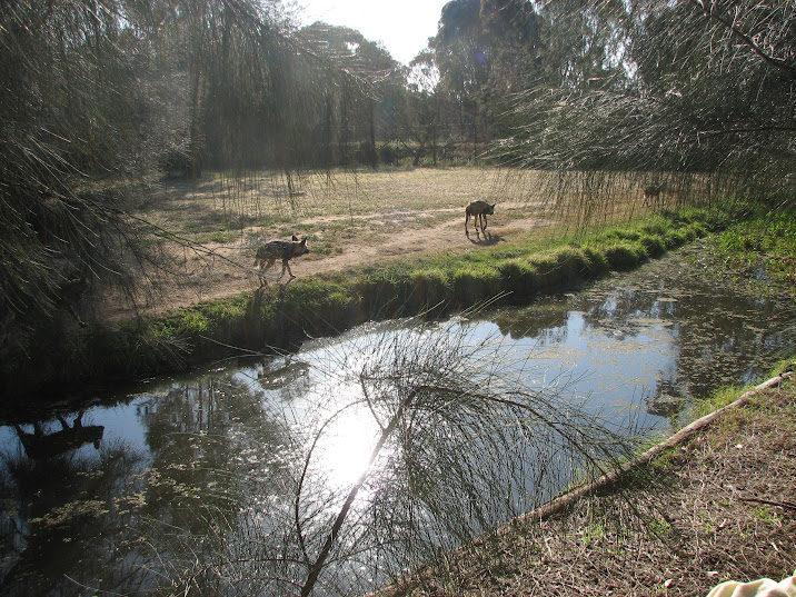WPZ 2007 - African Painted Dogs