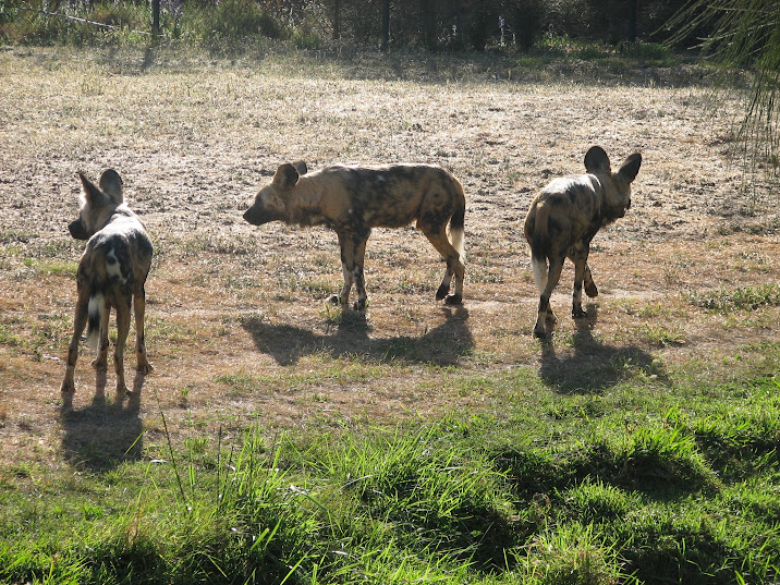 WPZ 2007 - African Painted Dogs