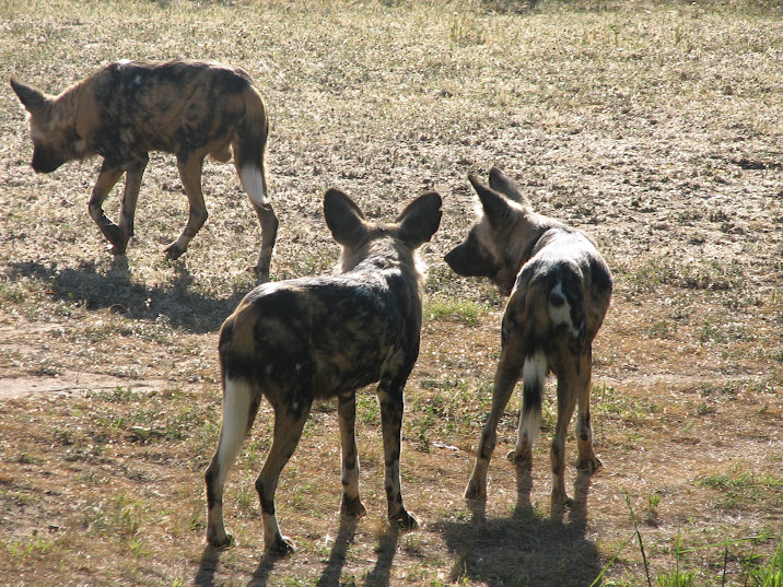 WPZ 2007 - African Painted Dogs
